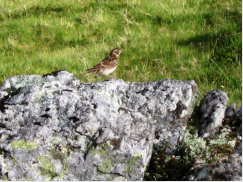 Nicht nur Ornitologen finden Gefallen an der aufflligen Artenvielfalt der Vgel im Brgefjell