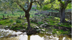 Friedhof vor Pinarcılar