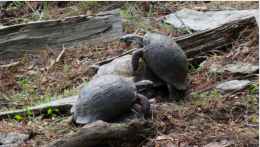 Auch Schildkrten wollen ihren Spa