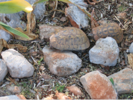 Die tgliche Begegnung mit Landschildkrten