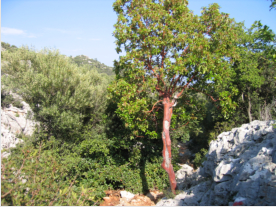 Ein typischer Vertreter der Macchia, ein Erdbeerbaum