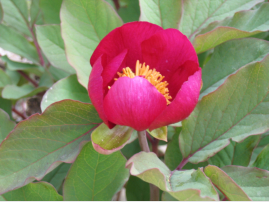 Die Bergwelt am Tahtalı Daği prsentiert sich mit einer berraschenden Blumenvielfalt (Pfingstrosen)