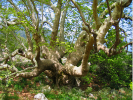 Auf dem Weg nach Yayla Kuzdere begegnen einer mchtige Platane