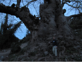 Bei Gedelme findet sich ein unbedingt sehenswerter uralter Baum