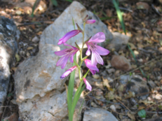 Der Weg ist von Blumen gesumt