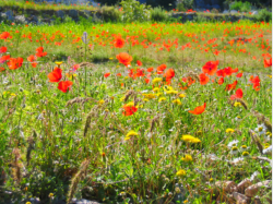 Bunte Blumenfelder erfreuen mit impressionistischen Landschaftsbildern