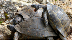Schildkröten in Paarungstrance. Ein heftiges Schauspiel.