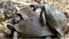 Schildkrten in Paarungstrance. Ein heftiges Schauspiel.