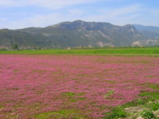 Die Yayla bei Bezirgan ist im Frhjahr ein Blumenteppich