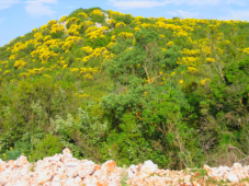 Im Frhjahr prgt der gelb blhende Ginster die Landschaft