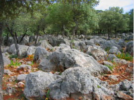 Karstlandschaft auf dem Weg nach ağız