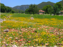 Blumenwiese bei Belren im Frhjahr