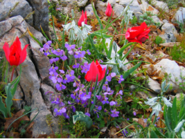 Im Frhjahr entdeckt man auf dieser Etappe besonders schne Blumen