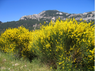 Berglandschaft vor Gedelme