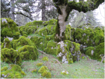 verwunschener Wald im Abstieg nach Yeniky