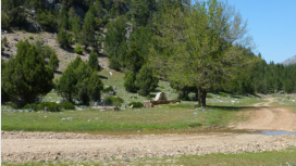 Der Brunnen Asker Pınarı