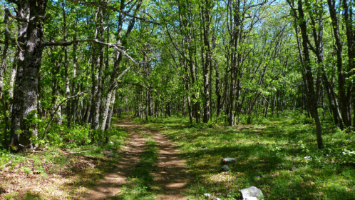 Phantastischer Steineichenwald im Kasnak Forest Park