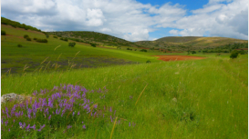 ber liebliche Felder und bunte Blumenwiesen fhrt der Weg