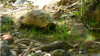 Landschildkrten sind hufig zu sehen