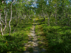 Durch lichten Birkenwald luft man knieschonend auf weichem Sandboden